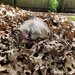 Camouflaged  by scoobylou