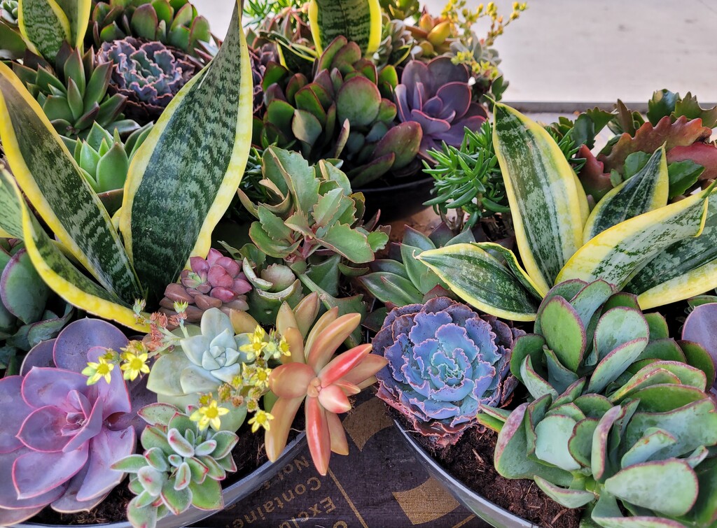 Satisfying succulents by scoobylou