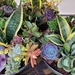 Satisfying succulents by scoobylou