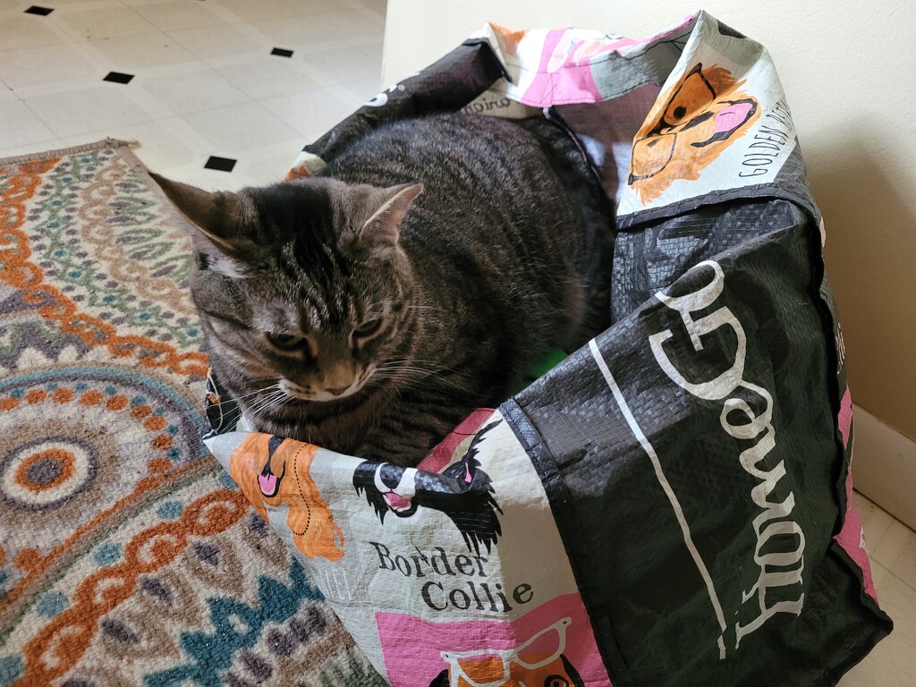 Don't let the cat out of the bag.  by scoobylou