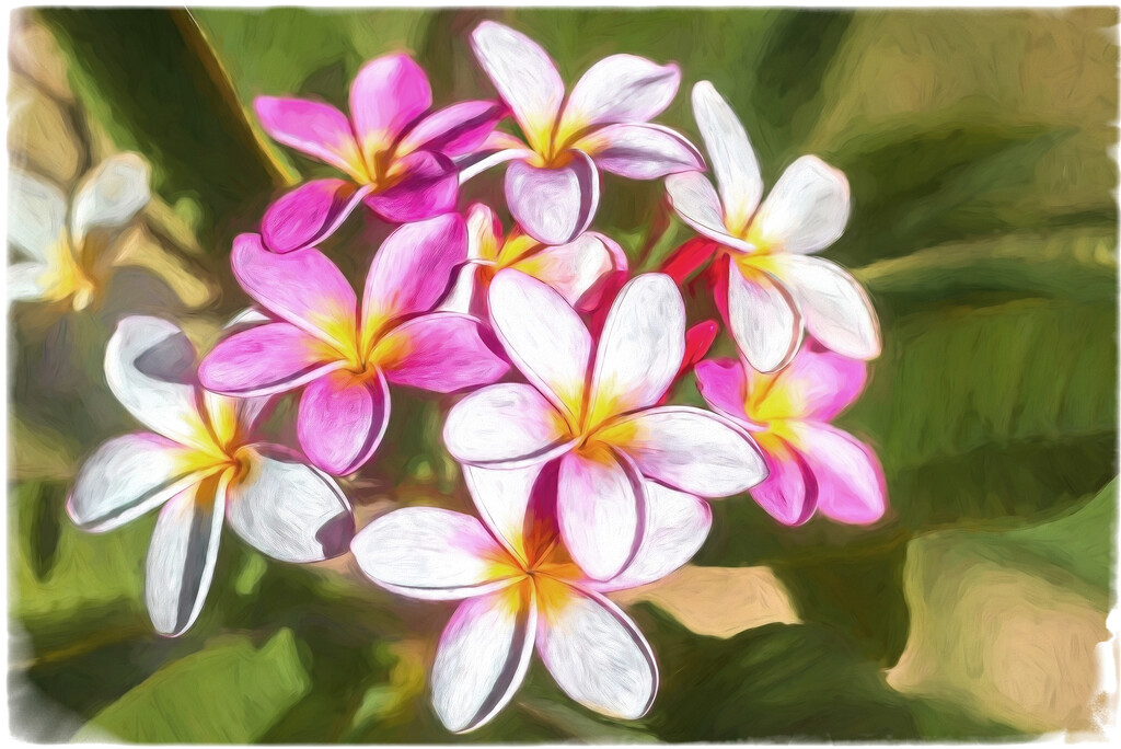 Painted frangipani by ludwigsdiana