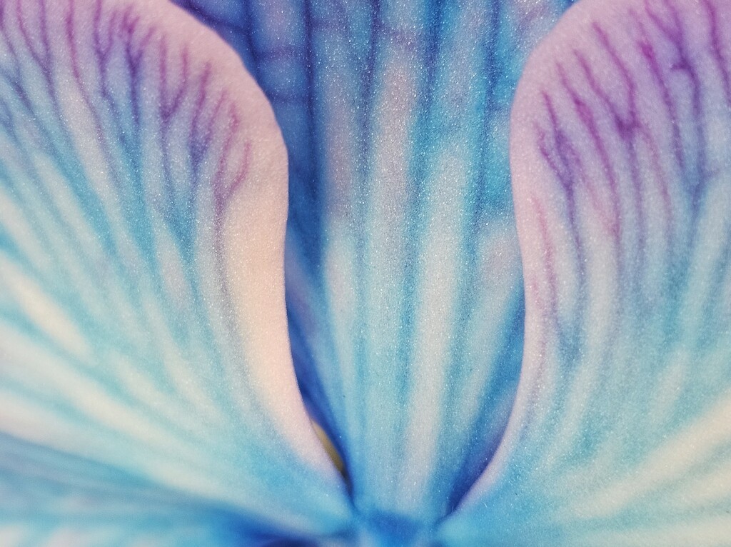 Orchid by edorreandresen