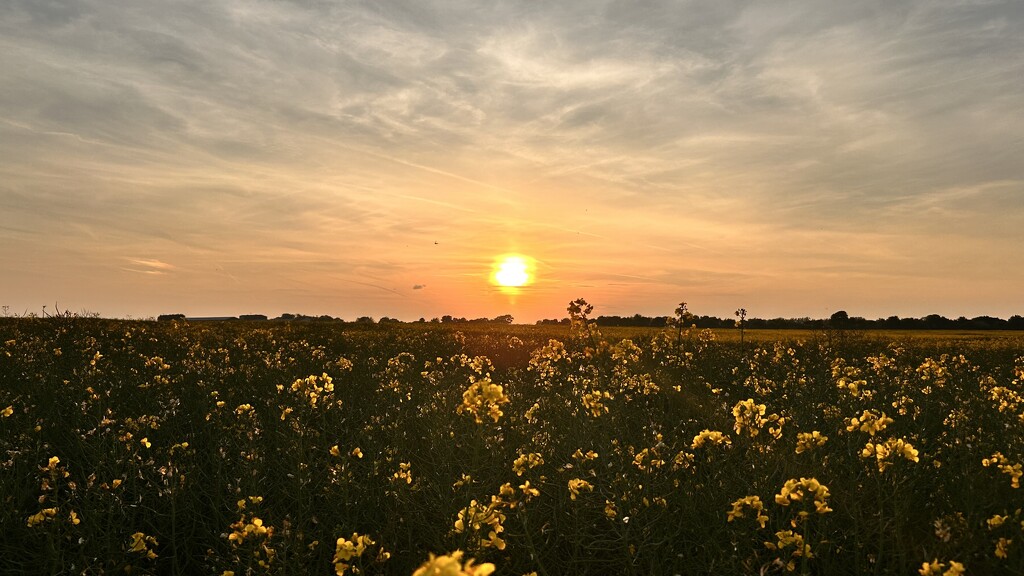 Oilseed Sunset by phil_sandford