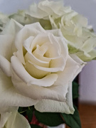 2nd Apr 2024 - white roses