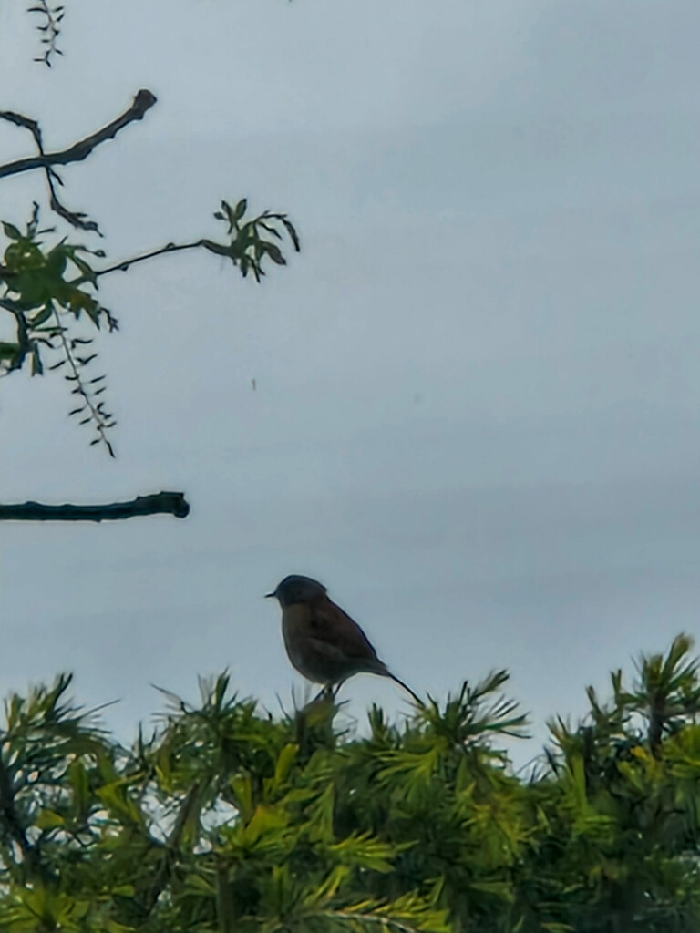 Bird on a bush by mumswaby