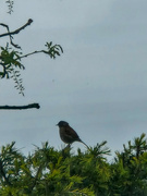 1st Apr 2024 - Bird on a bush