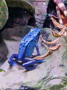 10th Apr 2024 - Blue Frog