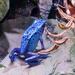 Blue Frog by mumswaby