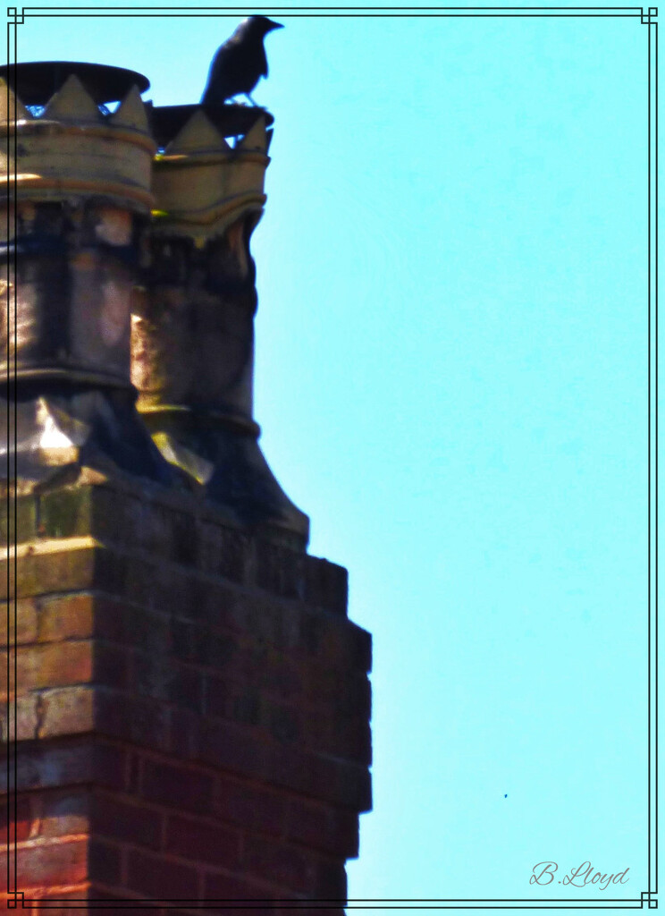 Chimney pots  by beryl