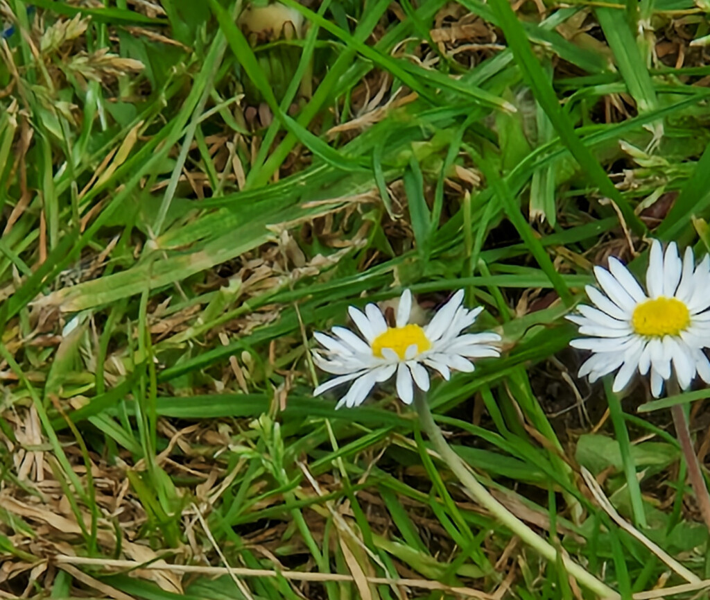 Twin Daisies by mumswaby