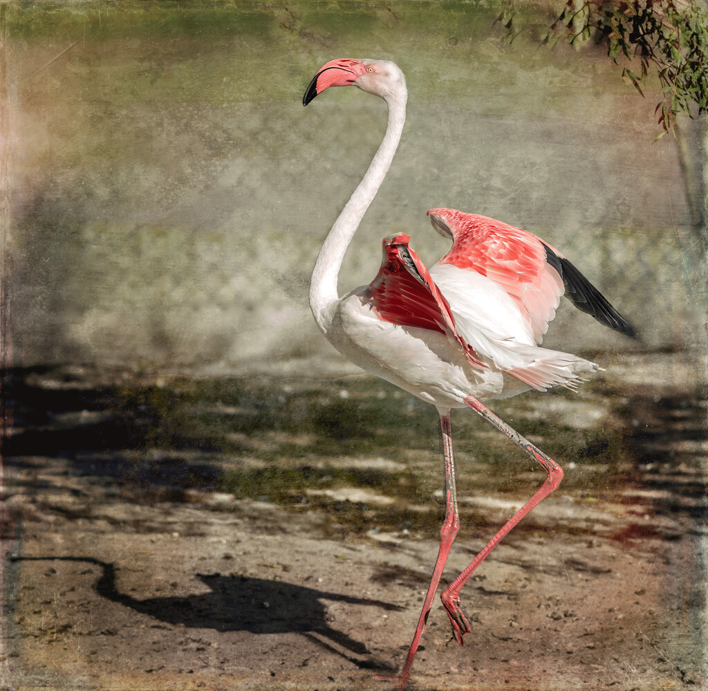 Happy flamingo Friday by ludwigsdiana