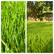 10th May 2024 - The grass is always greener …
