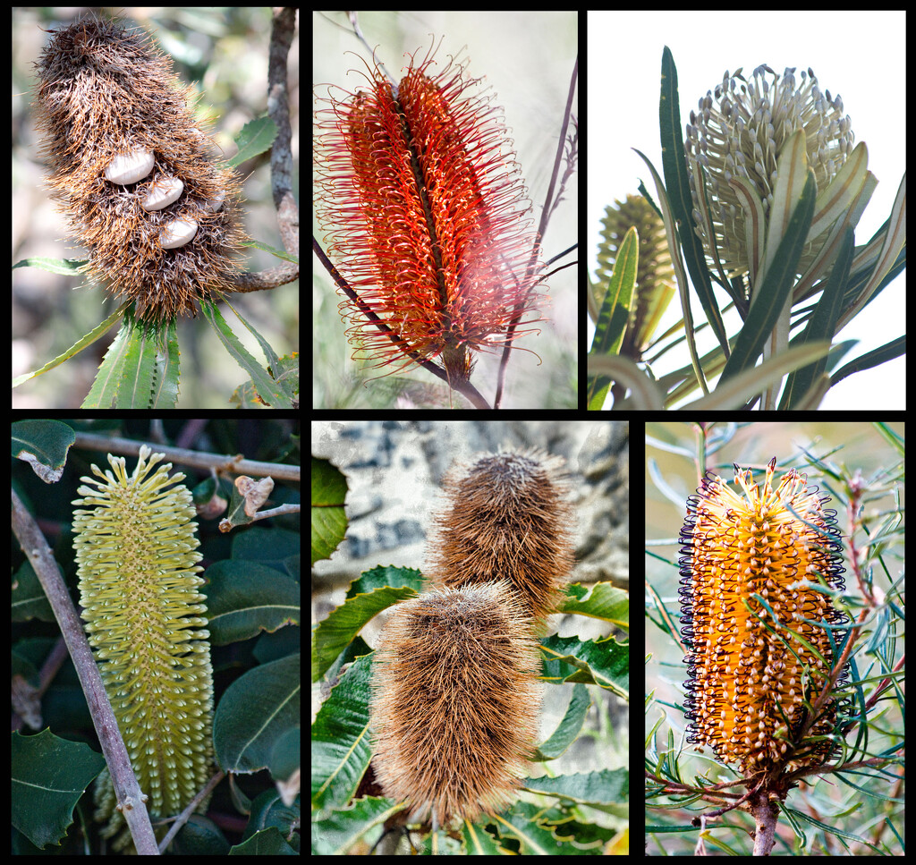 Flora 5 - The Beauty of Banksia by annied