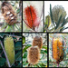Flora 5 - The Beauty of Banksia by annied