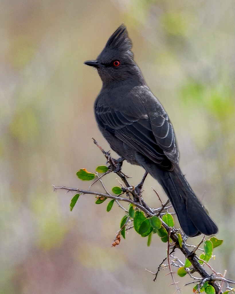 Phainopepla  by jyokota