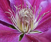 10th May 2024 - Clematis Stamen.