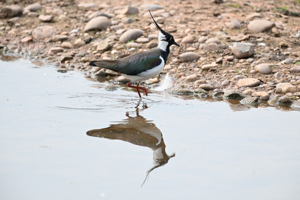 Lapwing by whdarcyblueyondercouk