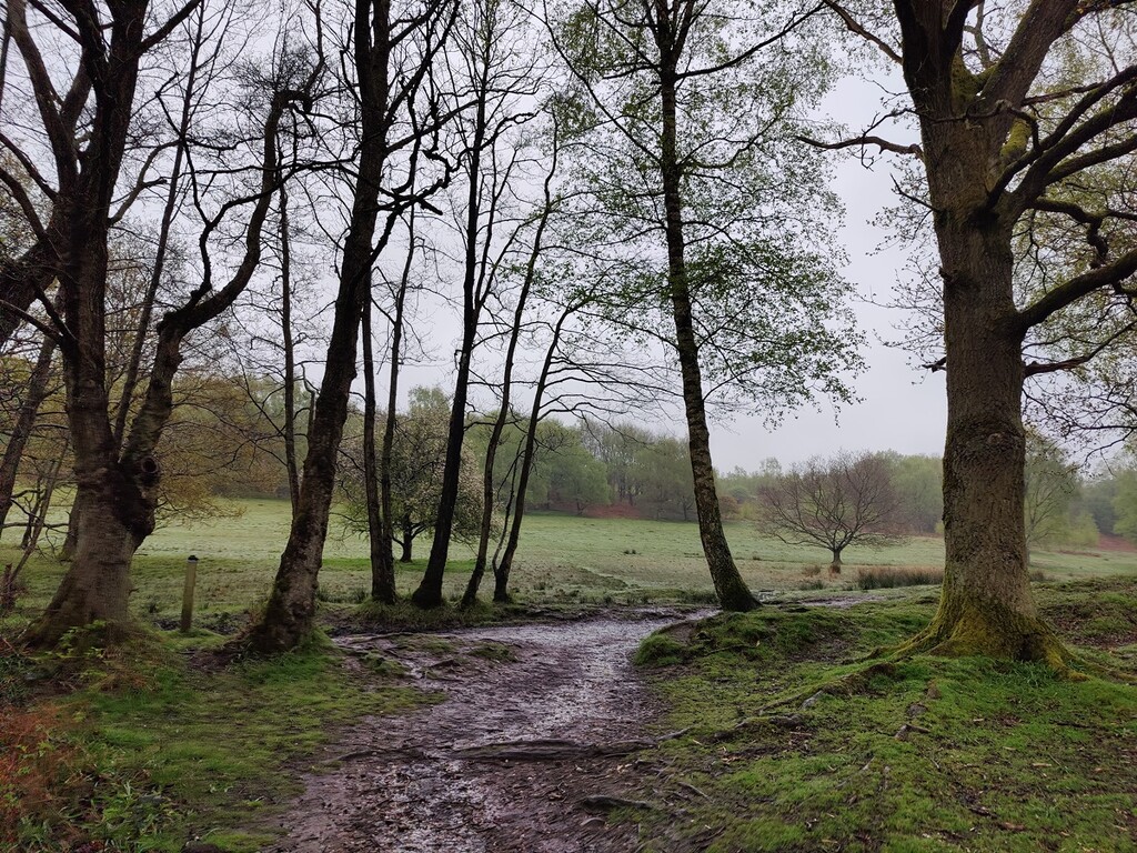 A wet walk today by roachling