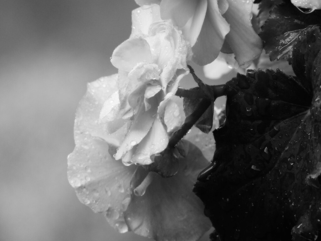 Begonias in the rain... by marlboromaam