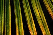 10th May 2024 - Sun through a palm frond