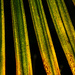 Sun through a palm frond