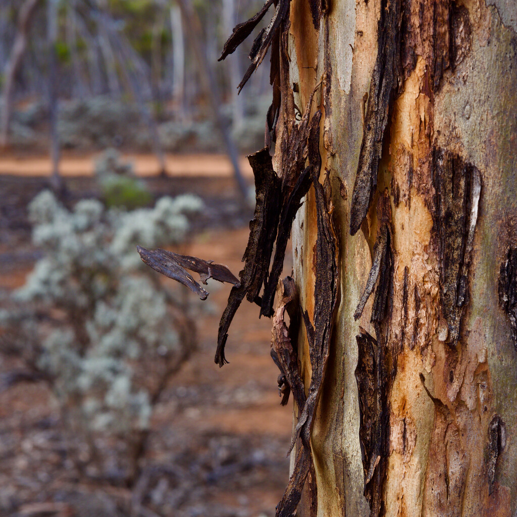 More Tree Bark...P5301785 by merrelyn