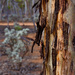 More Tree Bark...P5301785