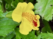 10th May 2024 - Mimulus