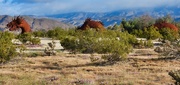 10th May 2024 - Sea Serpent, Borrego Springs, California