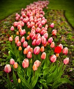 10th May 2024 - Tulips in Cheltenham