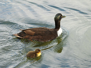 10th May 2024 - Mama Duck and Her Duckling