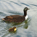 Mama Duck and Her Duckling
