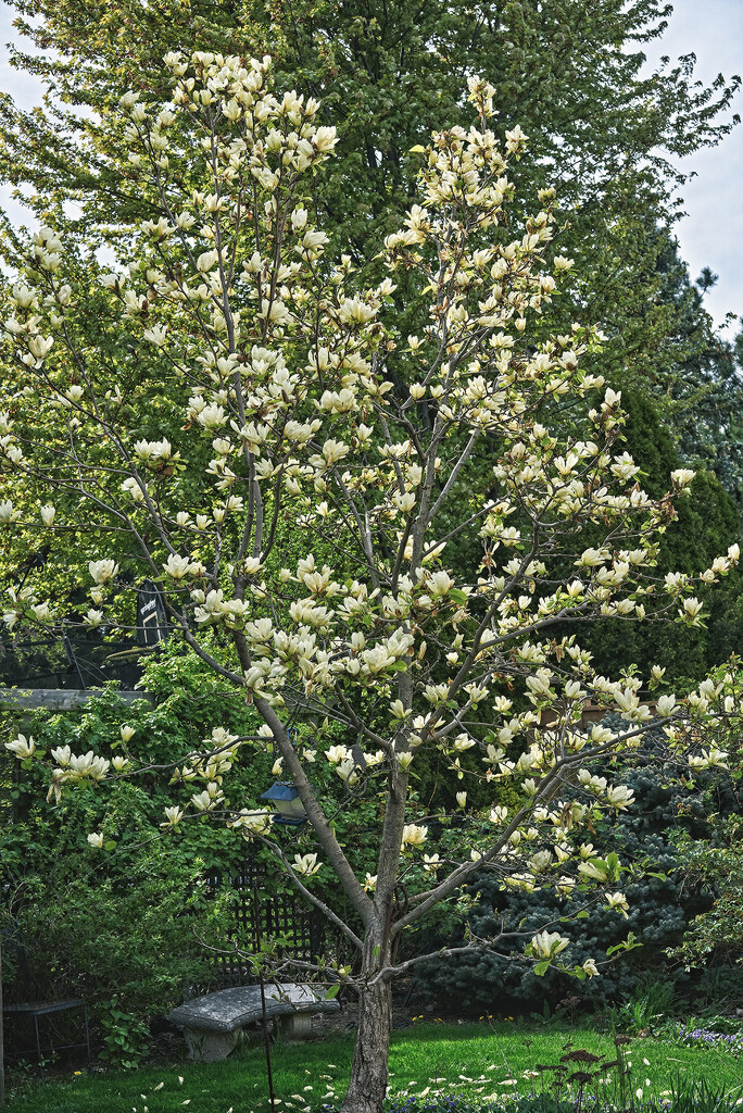 Full Magnolia by gardencat