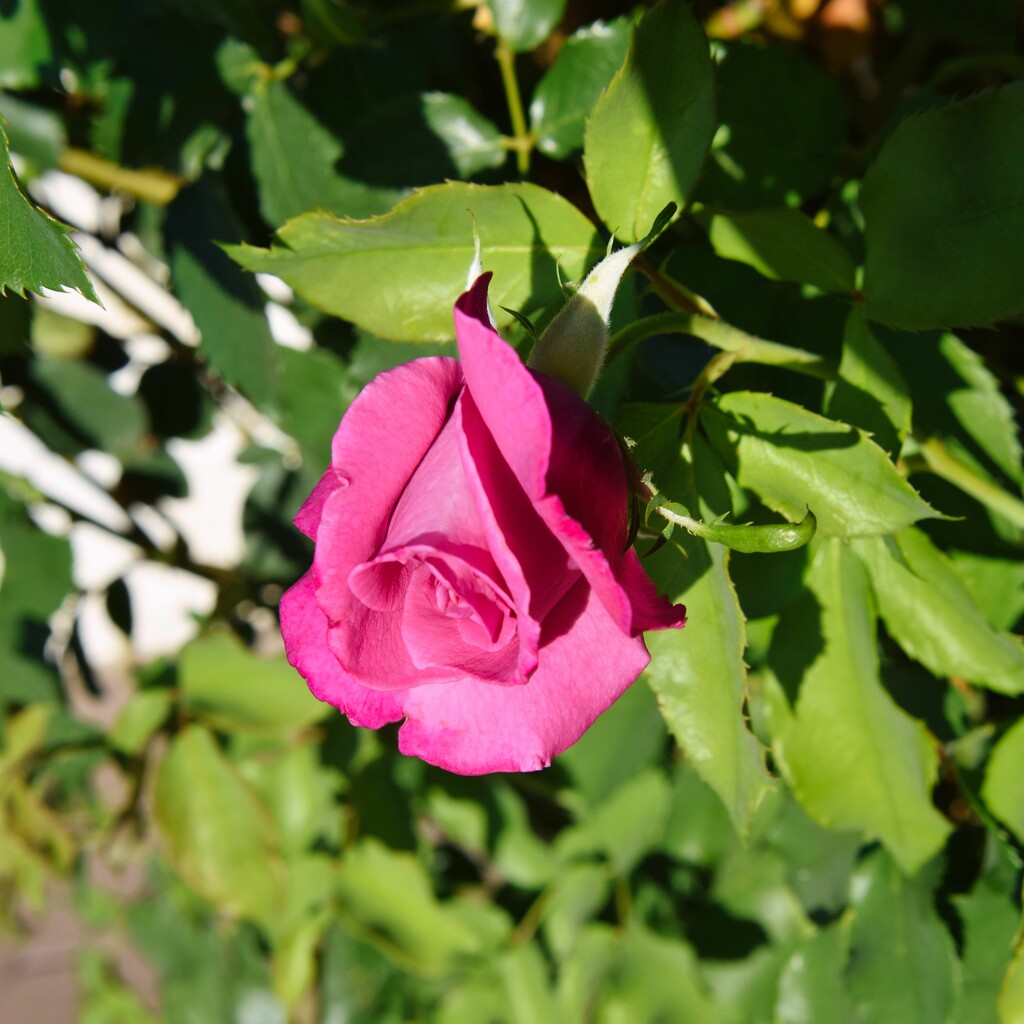 5 9 Rose unfurling by sandlily