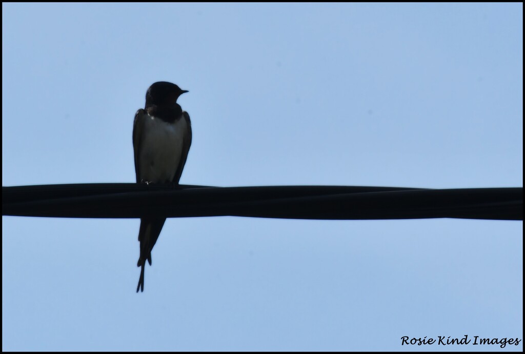 First photo of a swallow this year by rosiekind