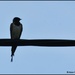 First photo of a swallow this year