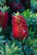 9th May 2024 - 5 9 Bottlebrush in the evening