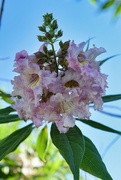 9th May 2024 - 5 9 Pink Desert Willow