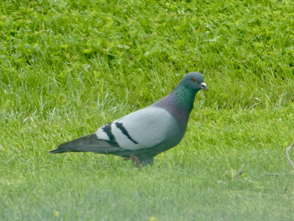 Rock Dove aka Common Pigeon by mtb24
