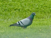 10th May 2024 - Rock Dove aka Common Pigeon