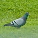 Rock Dove aka Common Pigeon