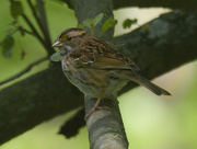 10th May 2024 - White-throated sparrow