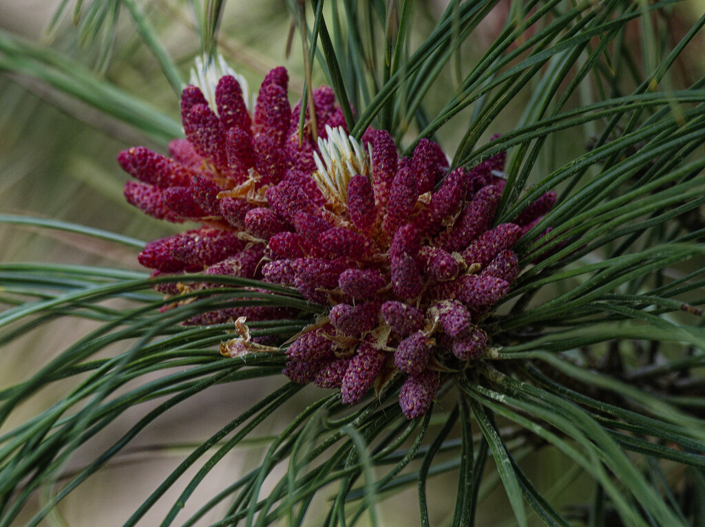 blooming pinecone by rminer