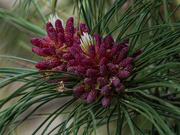 10th May 2024 - blooming pinecone