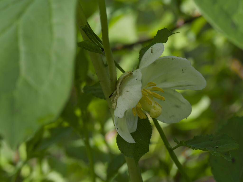 mayapple flower by rminer