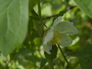 10th May 2024 - mayapple flower