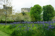 24th Apr 2024 - Camassias and castle