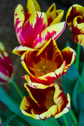 2nd May 2024 - Yellow and red tulip