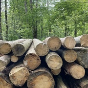 10th May 2024 - Woodpile on the edge of the woods