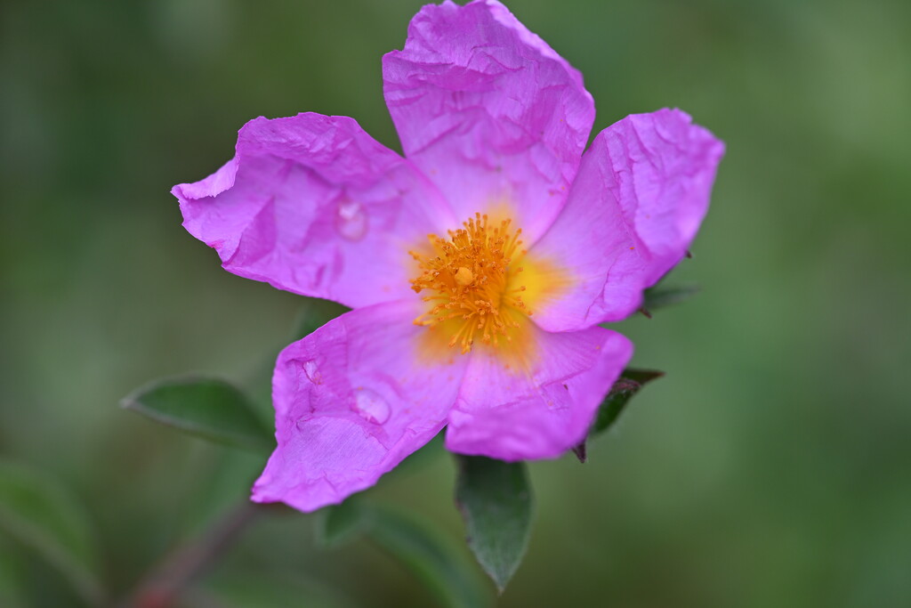 Rock Rose  by wendystout